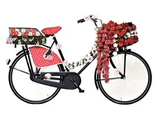 BASIL BLOEMENSTRENG ROOD